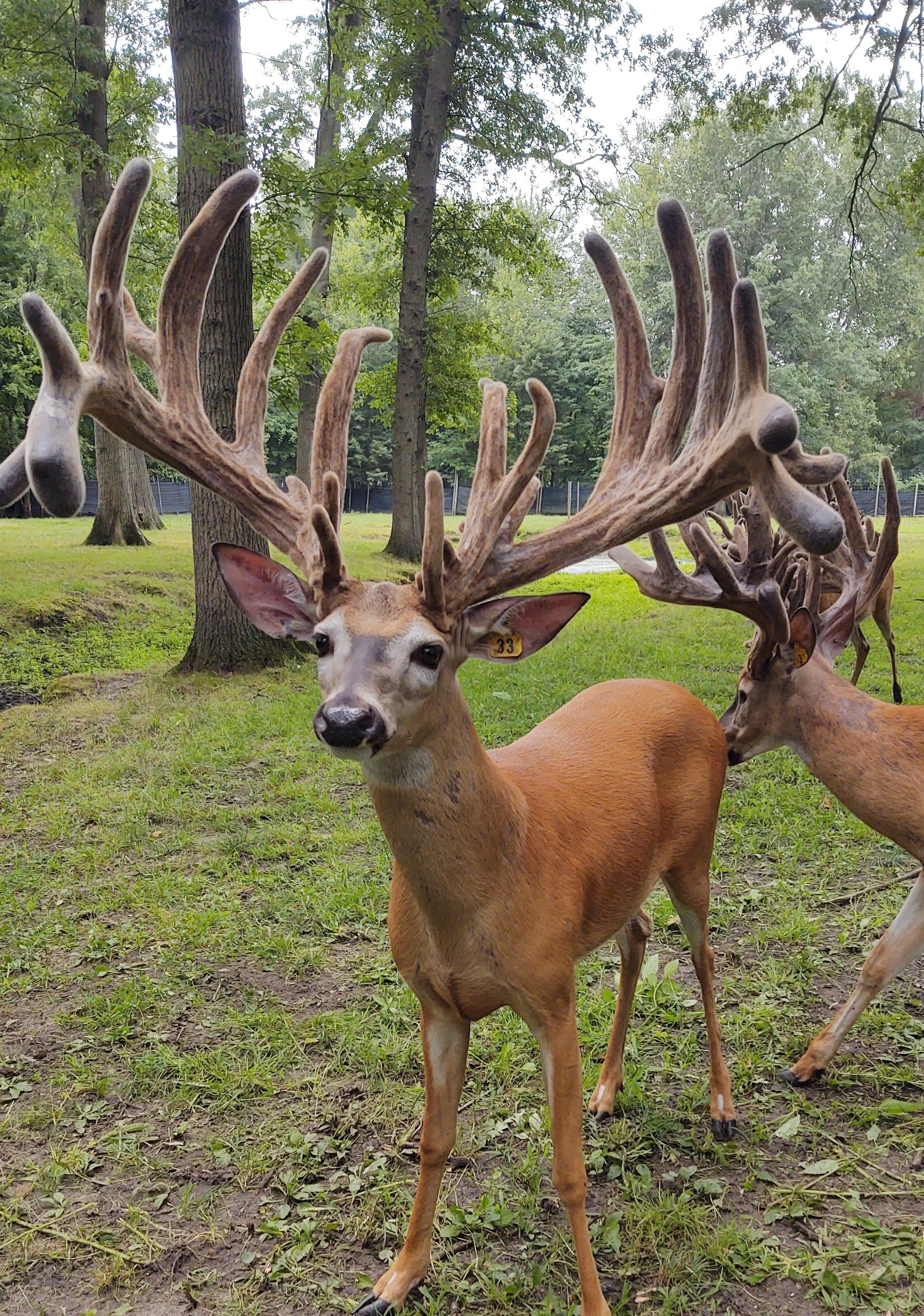 Does for Sale — Wide & High Whitetails